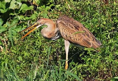 Ardea purpurea